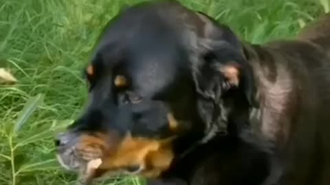 ROTTWEILLER DOG ATTITUDE