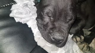Adorable puppy snors while sleeping?