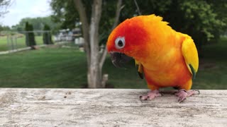 Colorful parrot won’t let owner stop petting him