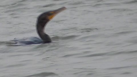 351 Toussaint Wildlife - Oak Harbor Ohio - Cormorant Goes Back To Safety Of Water