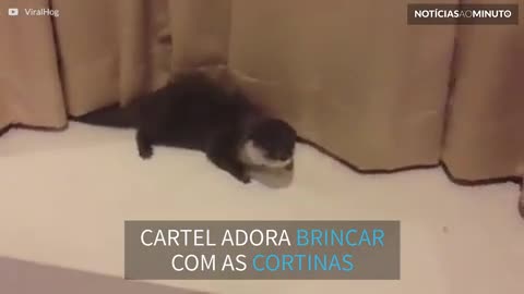 Lontra de estimação se diverte com cortinas