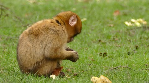 So cute Apes playing together