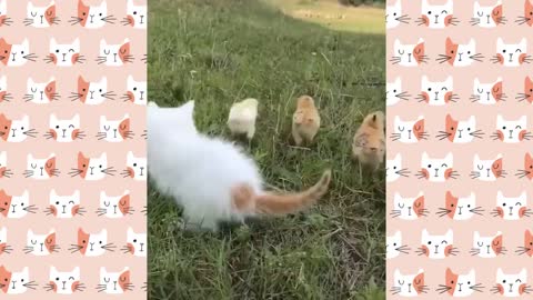 Cute and Funny Cat Videos (SK)