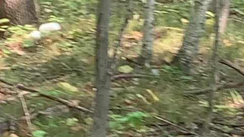 Albino Squirrel in the woods