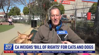 California Weighs 'Bill of Rights' for Cats and Dogs