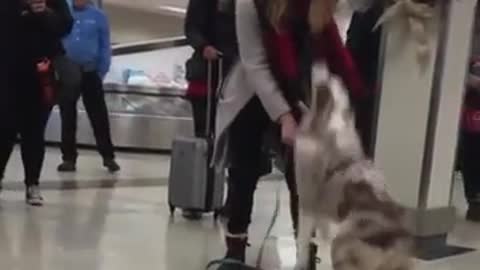 Dog didnt see his owner for along time