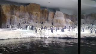 Like for Penguins