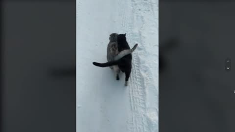 TWO CATS TAILS ENTWINNED WHILE TAKING WALK ON COLD DAY