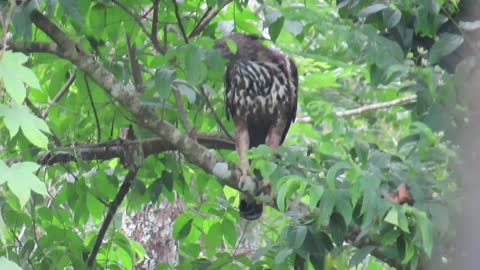 Crested Hawk-Eagle Looking at the prey