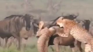 Cheetah try to hunting wildbeest #shorts #cheetahvswildbeest