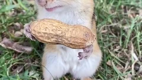 Nice moment to eat squirrel nuts..