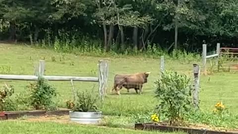 Bull Makes a Back Scratcher