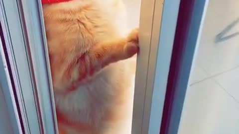 Viral Funny Cat And Show Kittense