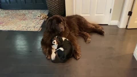 Roca abraza adorablemente a su hermano cachorro