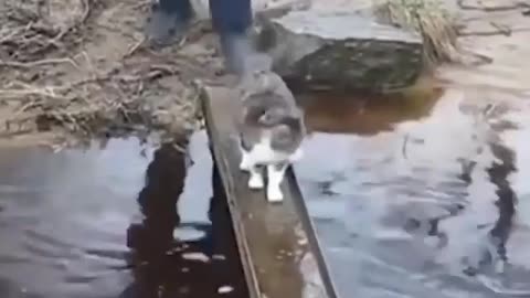 Funny Cat Crosses Small Bridge in Hilarious Way!