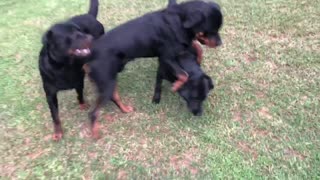 Rottweiler Playtime