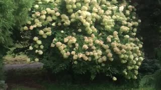 A view inside my secret garden is a limelight Hydrangea