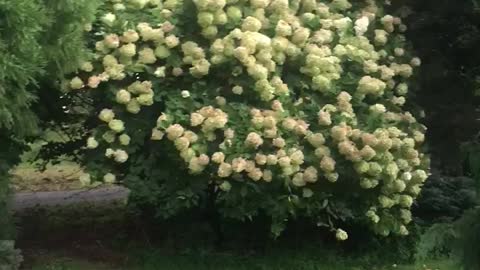 A view inside my secret garden is a limelight Hydrangea