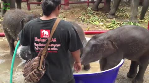 Cute and funny baby elephants