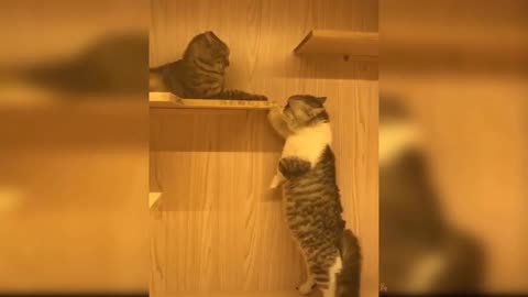 Funny cat videos #2 cat videos, cat sound, cat voice, cat song