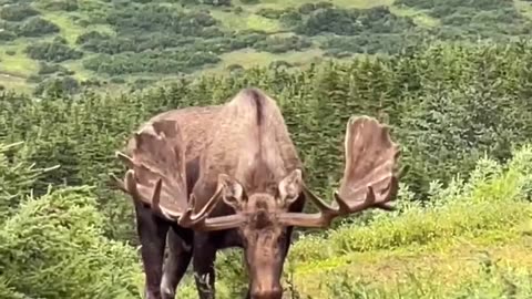 This big bull was blocking the trail without a care in the world.
