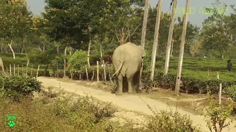 Wild elephants very angry in Tea garden