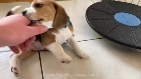 I Got Attacked by a Very Cute Beagle Puppy!