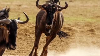 The Fastest Group of Animals On Earth