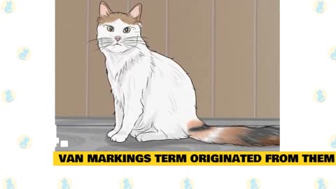 Turkish Van Cats 101 : Fun Facts & Myths