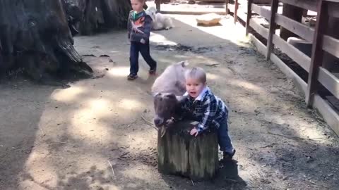 Cute Baby Fun With Animals -Relax and Enjoy