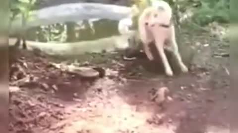 Funniest Animals Falling and Scared