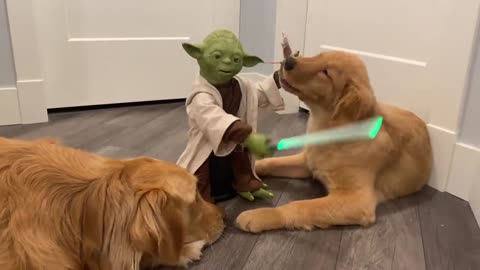 yoda give up trainning dogs