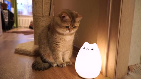 Cat Lamp & Hosico