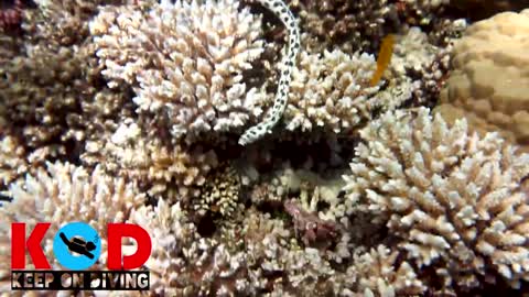 Octopus attacks the spotted snake eel Safaga Red Sea Egypt.mp4