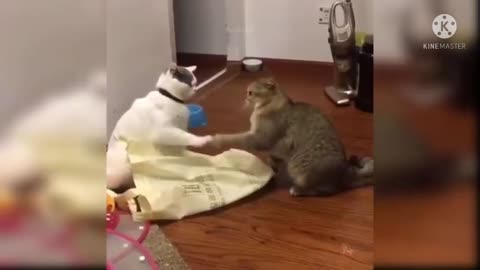 cat plays homemade whack-A-mole game