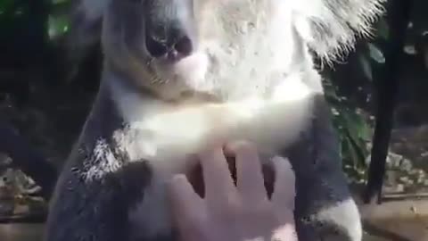 see how cute this coala