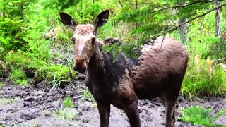 Roadside Moose