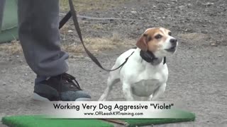 dog aggressive training 2021