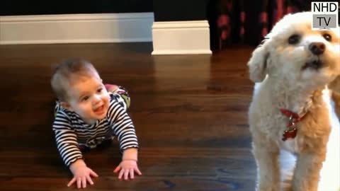 Puppy play with child .