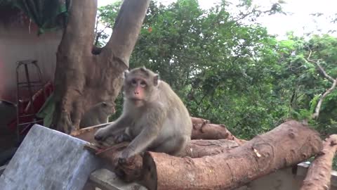 Monkeys React Angry With Cameraman When Being Filmed _ Viral Monkey.