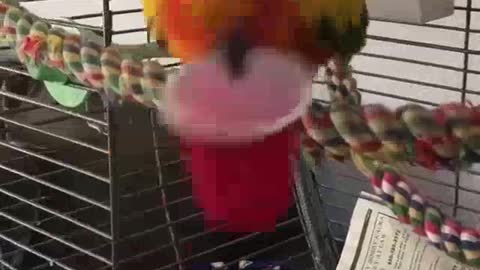 Funny Sun Conure Loves Playing With A Red Cup