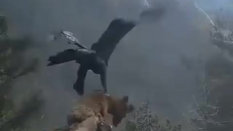 A golden eagle flies away with a fox for dinner.