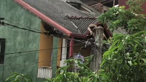 Banana Eating Jumping Monkey