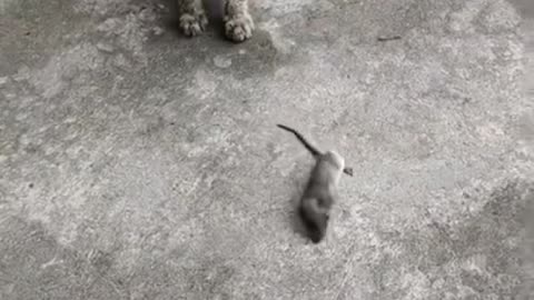 Funny cat & mouse 😂 videos