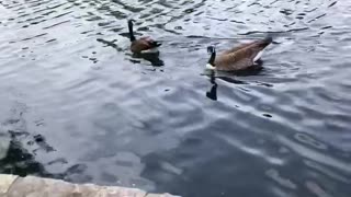 Ducks and Geese - Centennial Park Lake, Nashville, Tennessee