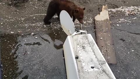Baby Bears Play by Plane