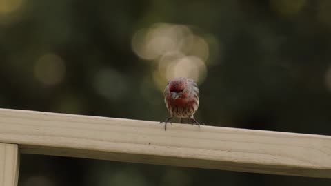 beautiful birds singing