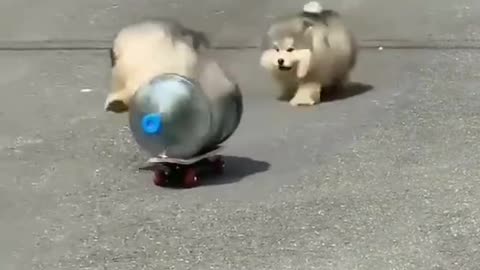 Funny Husky Driver