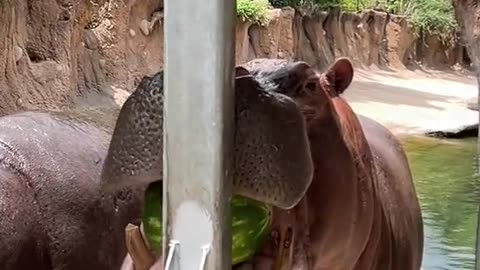 Hungry Hippo's Summertime Watermelon Feast!"