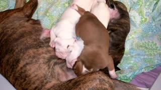 Boxer puppies nursing